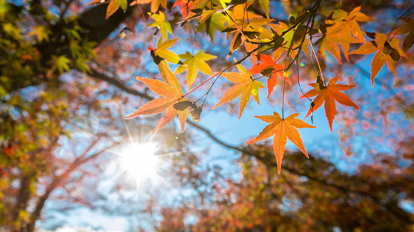 Titelbild Herbstferienkurse