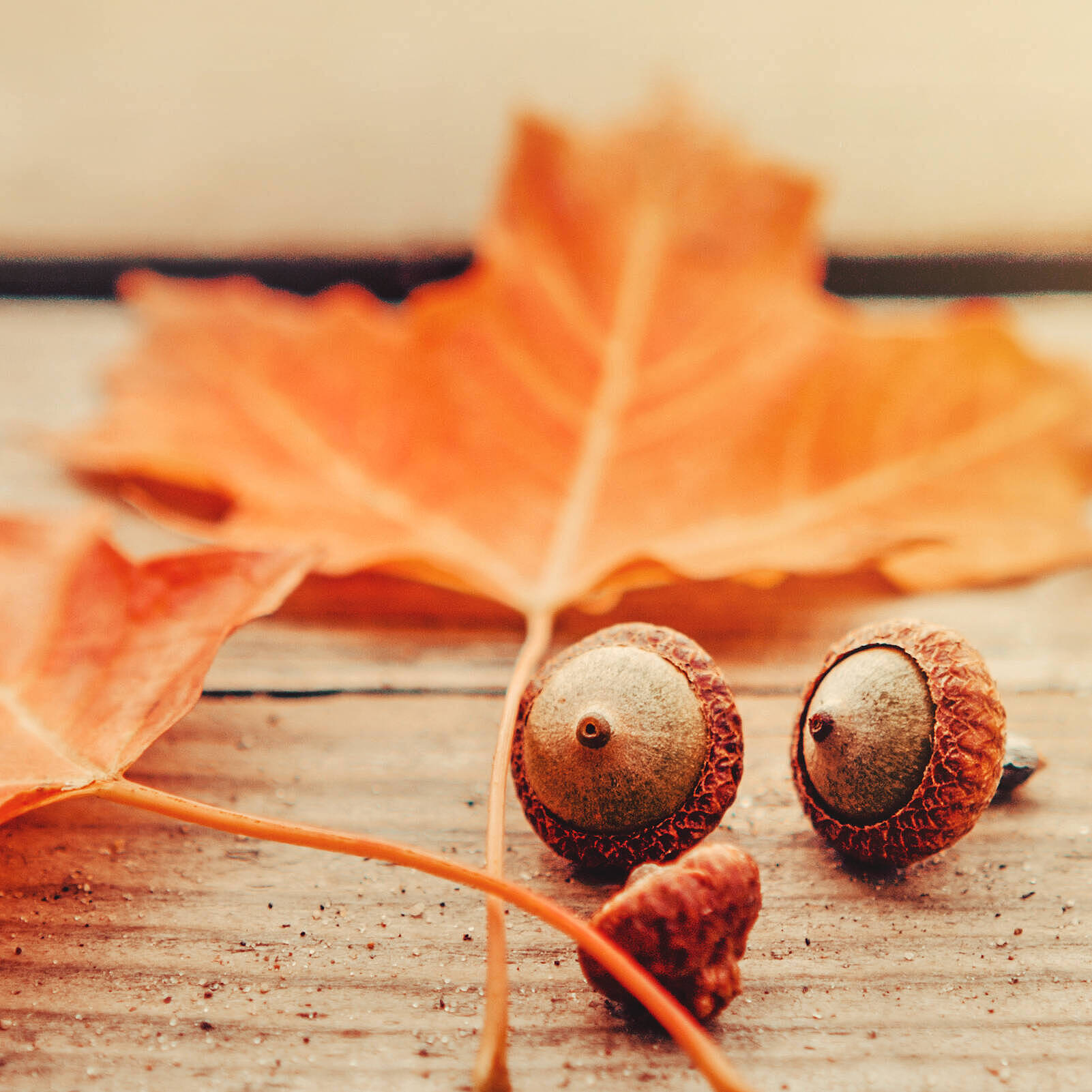 Öffnet die Seite 'Herbstferien-Kurse'