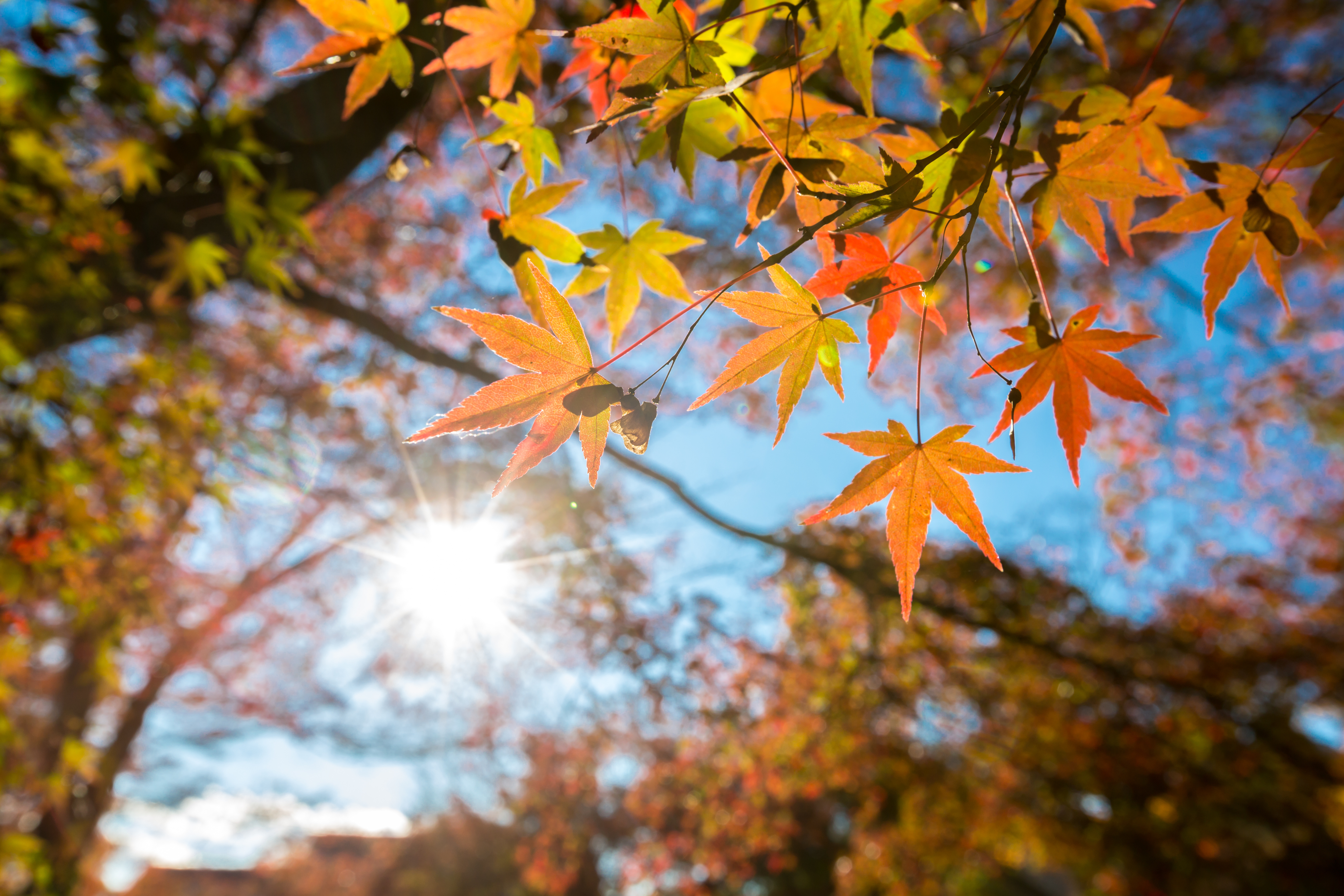 AdobeStock_118029590.jpeg
